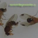 Drosophila_suzukii_-_Azijska_vinska_mucica_00.jpg