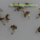 Drosophila_suzukii_-_Azijska_vinska_mucica_04.jpg