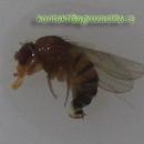 Drosophila_suzukii_-_Azijska_vinska_mucica_05.jpg