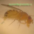 IMG_5079_Jaje_Drosophila.JPG