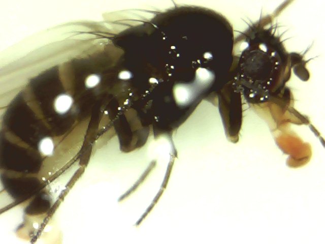 Drosophila_sp._zimska_forma_1.jpg