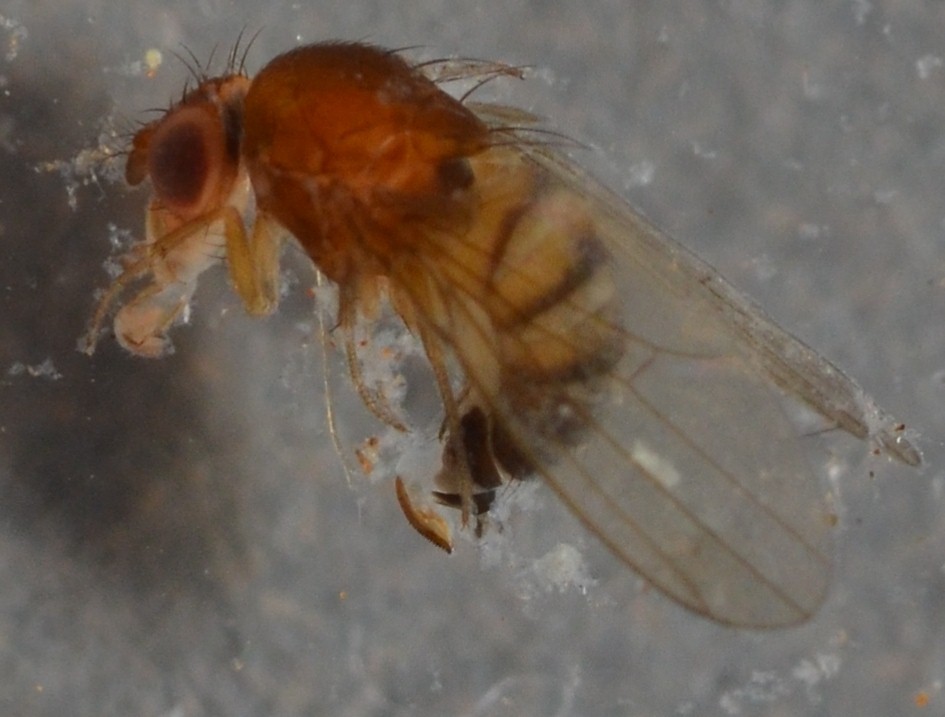 Drosophila_suzukii5.jpg