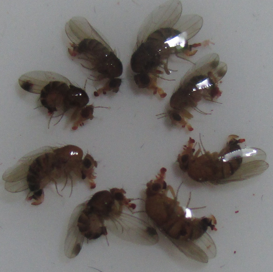 Drosophila suzukii Azijska vinska mucica 02