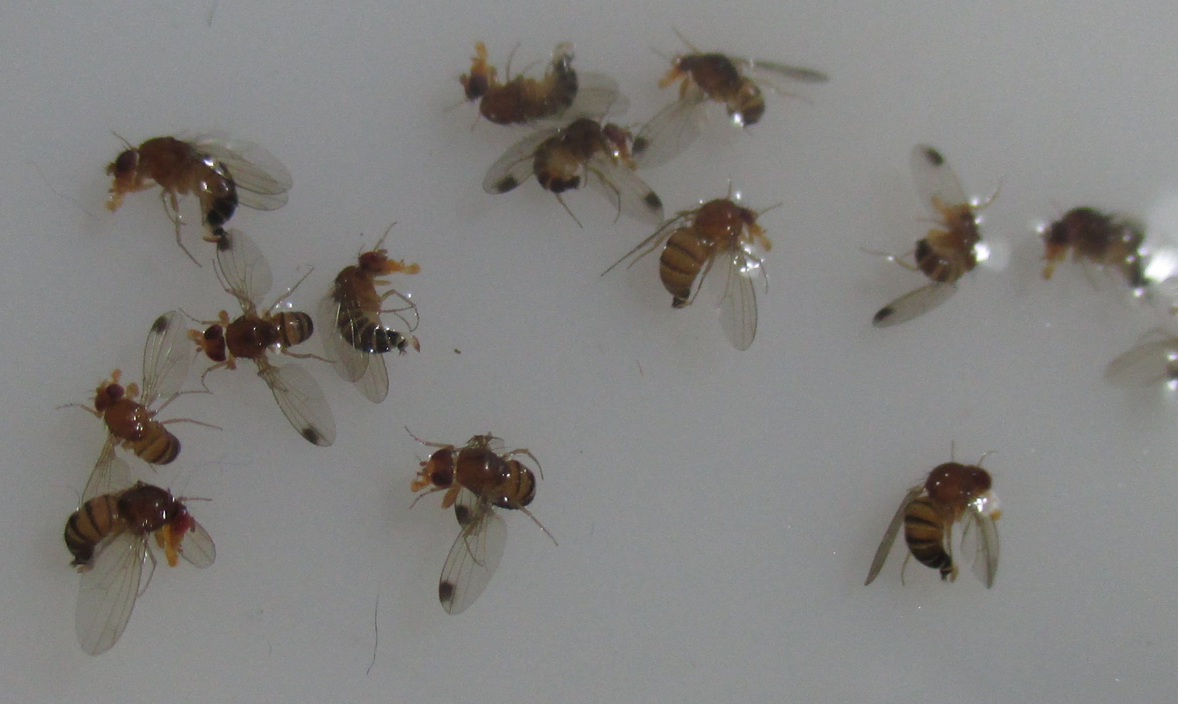 Drosophila suzukii Azijska vinska mucica 04