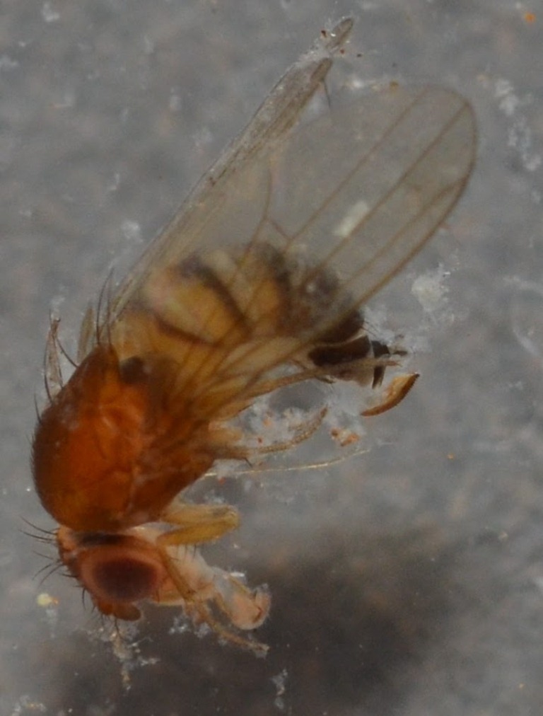 Drosophila_suzukii3.jpg