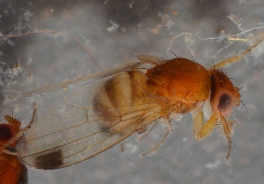 Drosophila suzukii1