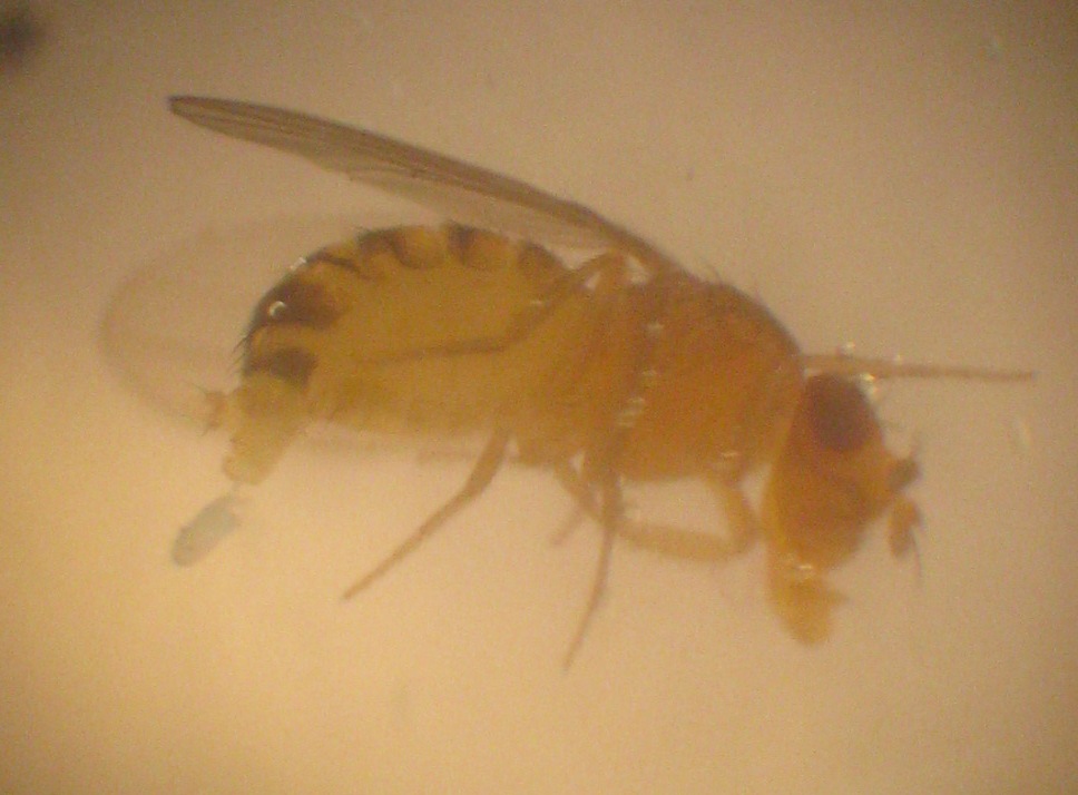 IMG 5079 Jaje Drosophila